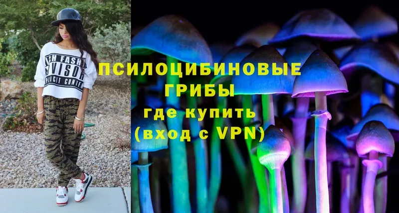 где найти   Палласовка  Псилоцибиновые грибы Cubensis 